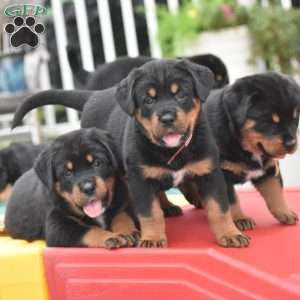 Amaya, Bernese Mountain Dog Mix Puppy